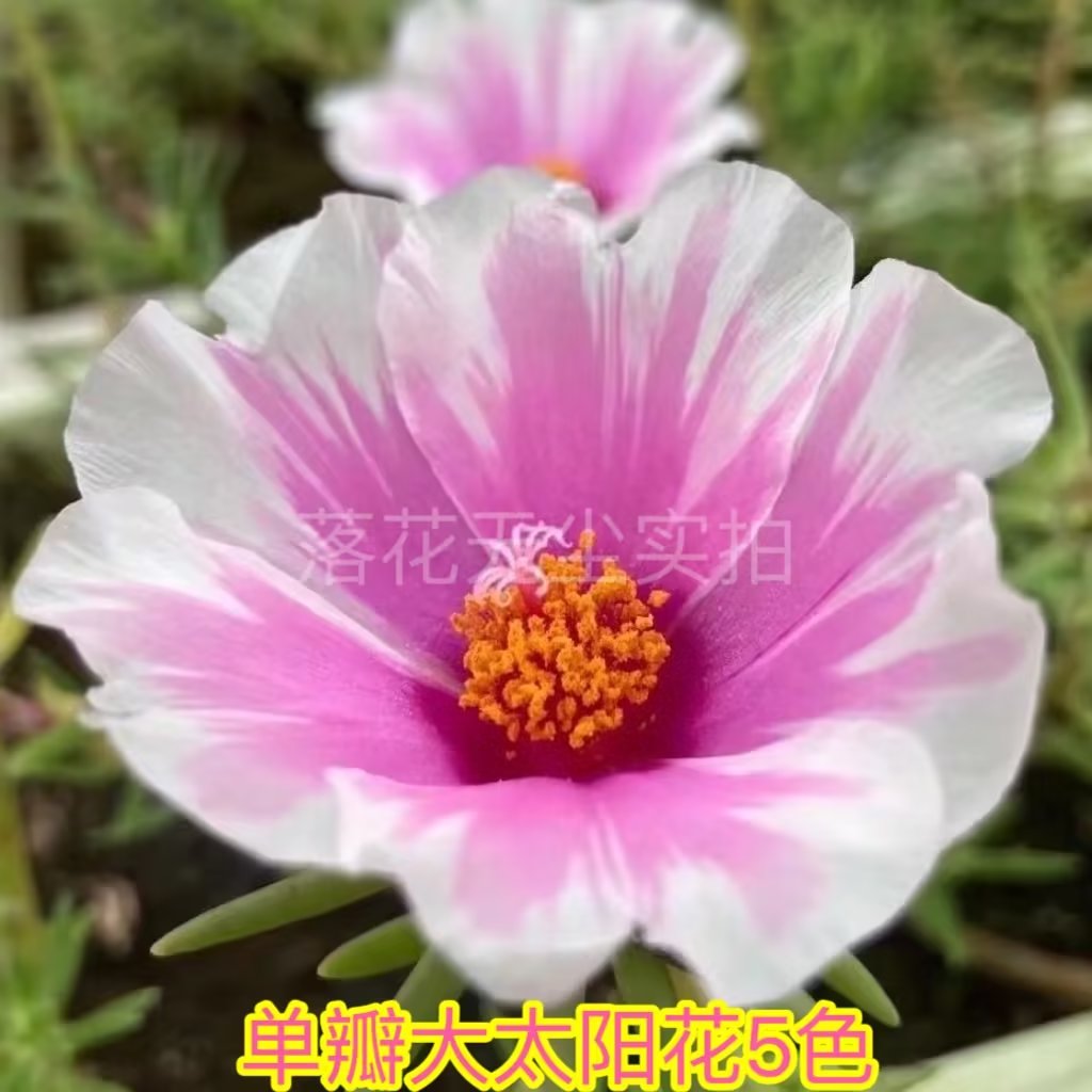 耐热耐旱大花太阳花枝条超长花期图片