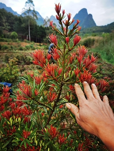 红芽罗汉松直播间一物一图