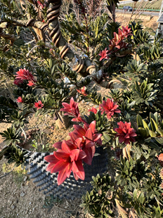 红韵珍珠罗汉松原生苗红芽珍珠罗汉松树苗原生杯苗