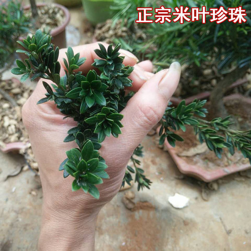 元宝山黑珍珠罗汉松小叶米叶黑珍珠罗汉松绿植造型素材非雀舌 - 封面