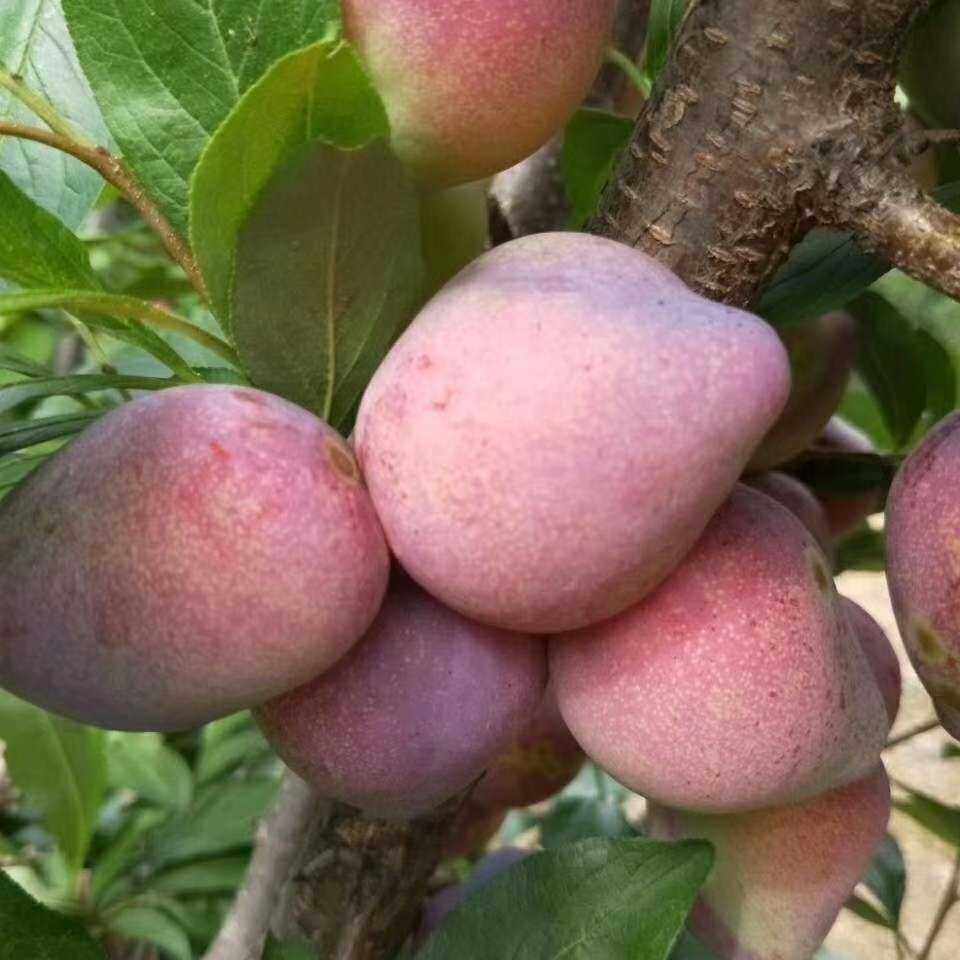 东北干碗李子吉盛桃李子装临江坡口村桃李5斤农家果园现摘