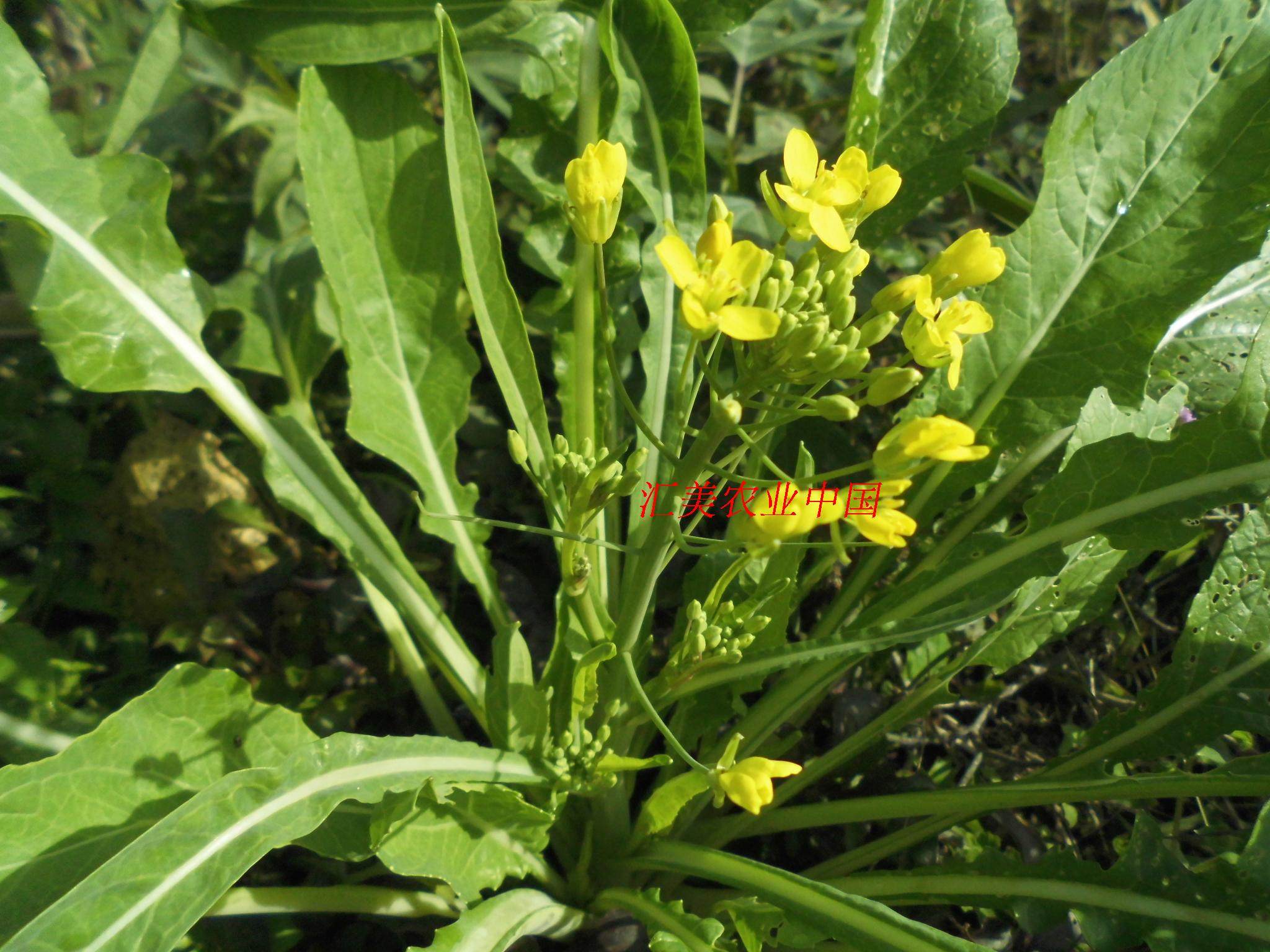桂林十月柳迟菜心米多笋菜心多心菜米多芽菜心种广西老品种菜花米