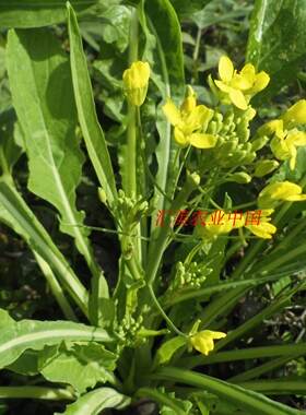 桂林十月柳迟菜心米多笋菜心多心菜米多芽菜心种广西老品种菜花米