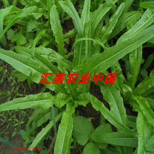广东开平老品香脆嫩香油麦菜种广东油麦菜菜米