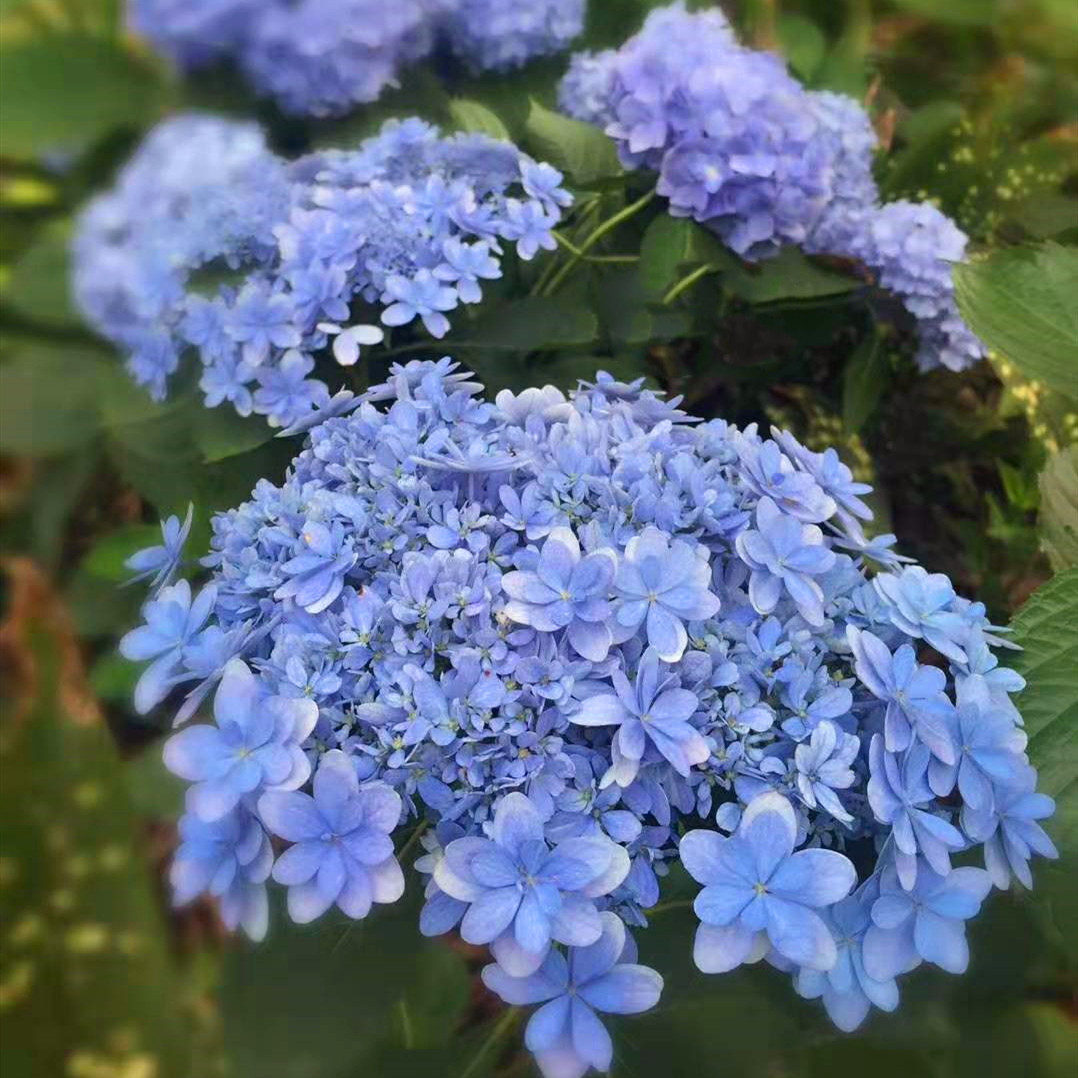 1加仑|虞城园艺 大花绣球佳澄 八仙花绣球花苗可调色鲜花盆栽