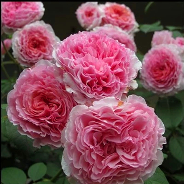 小苗|虞城园艺 灌木月季詹姆斯高威月季 淡粉色波浪边浓香大花