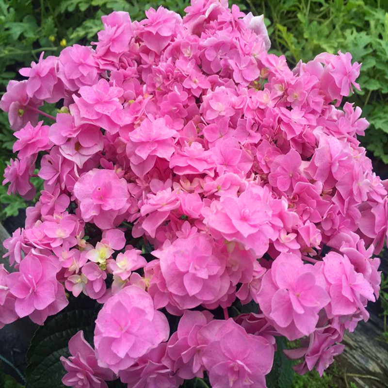 1加仑|虞城园艺 平顶绣球 头花 可调色八仙花绣球花苗鲜花盆栽