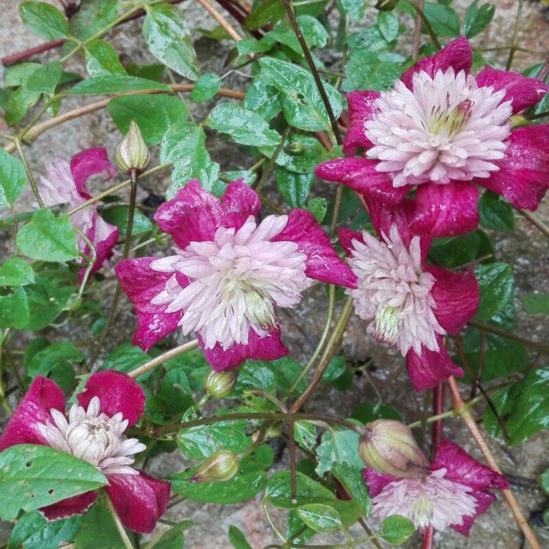 虞城园艺 铁线莲前卫铁线莲爬藤植物铁线莲 庭院花园植物