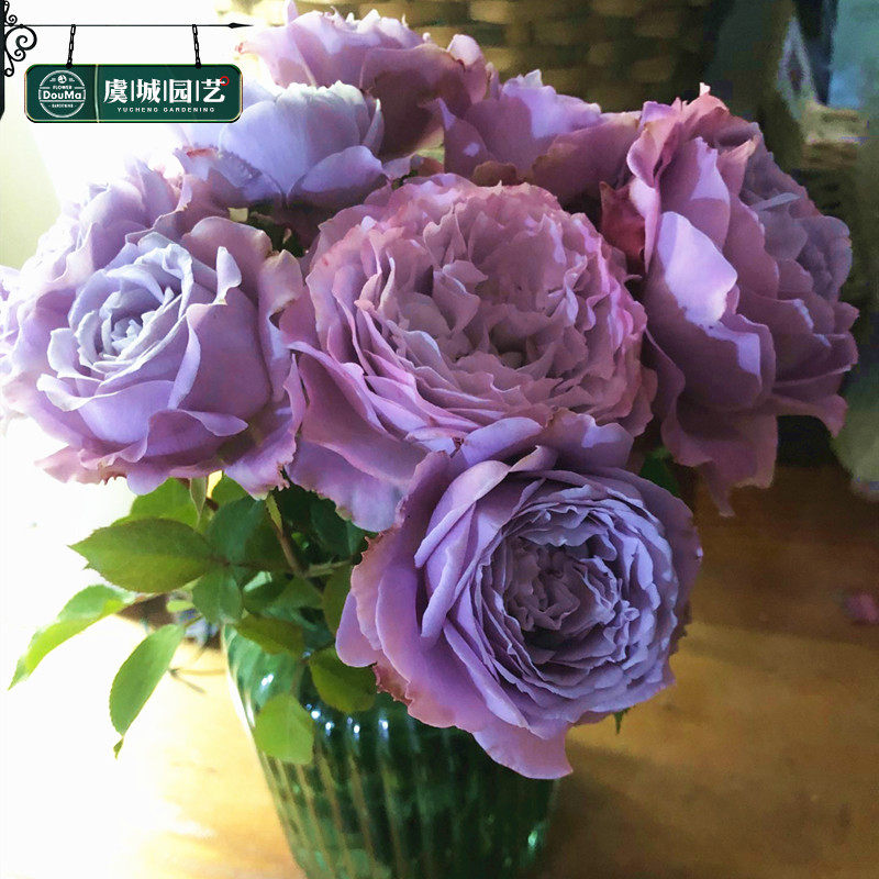 小苗|虞城园艺 灌木月季蓝色物语月季蓝色大花茶香不垂头四季开花