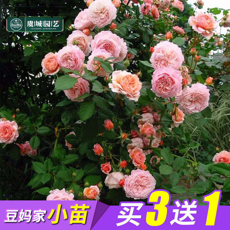 小苗|虞城园艺 爬藤月季 亚伯 浓香大花杏粉色 四季开花耐热抗病在类目 鲜花速递/花卉仿真/绿植园艺, 花卉/绿植盆栽（新）, 花卉中 - 来自Buy2taobao.com提供专业的淘宝代购服务