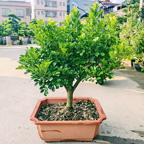 小叶米兰老桩盆景黄全万两米仔兰盆栽绿植花卉室内外种植矮仔树