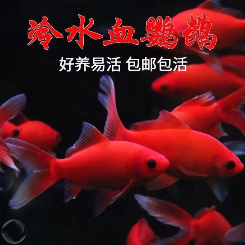 冷水鹦鹉鱼招财鱼淡水鱼黄金锦鲤鱼活鱼金鱼鱼苗好养发财鱼观赏鱼