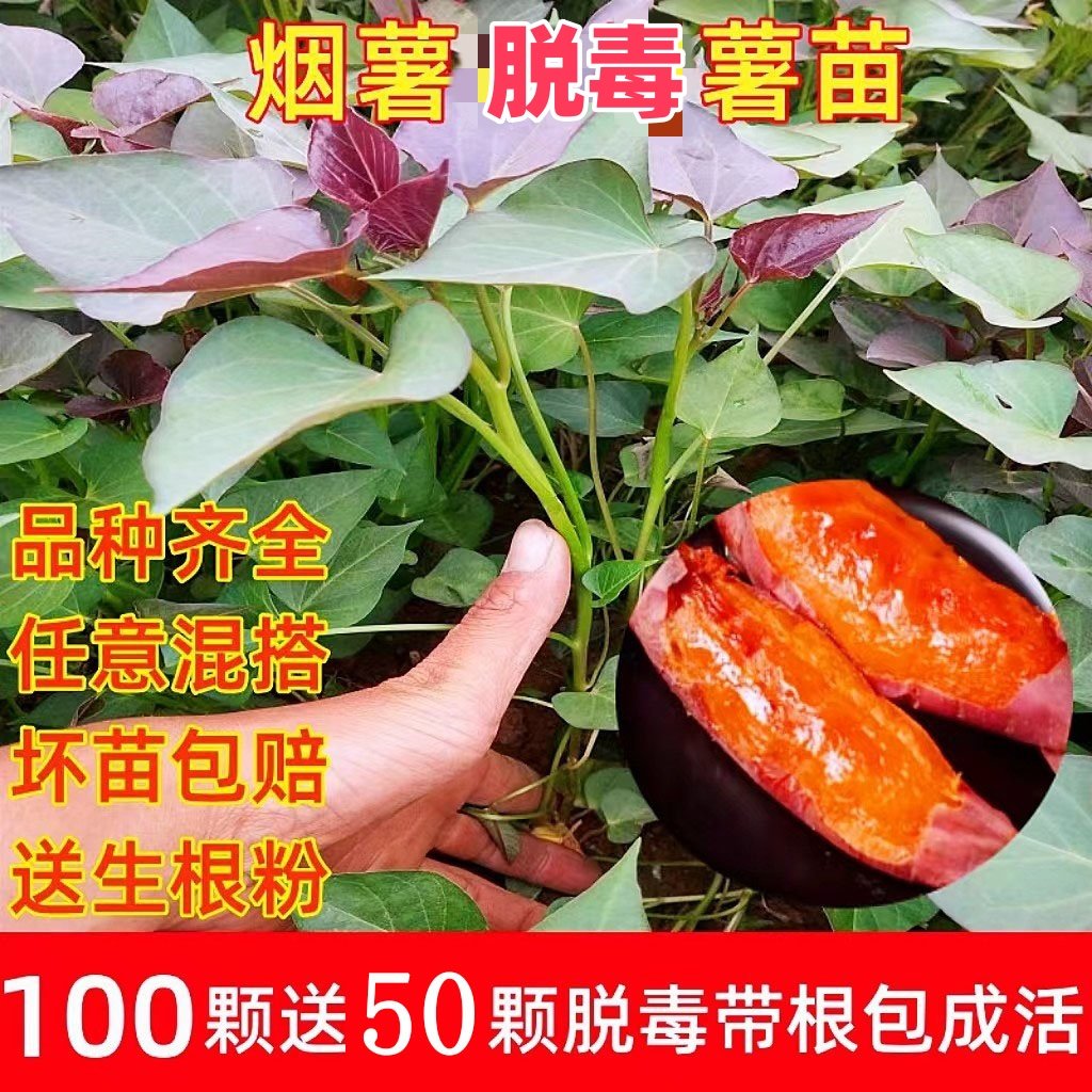 西瓜红蜜薯苗种红薯种苗番薯叶苗地瓜苗秧烟薯糖心红著紫薯秧苗25