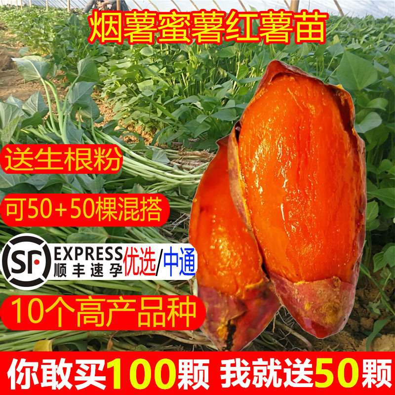 烟薯苗子红薯苗种番薯秧苗蜜薯紫薯山芋西瓜红地瓜苗秧板栗红著苗