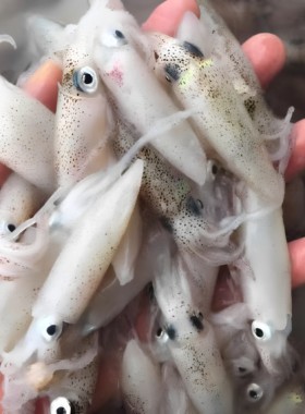 白净小鱿鱼优质高好评小笔管新鲜鱿鱼仔特级鱿鱼速冻迷你小管海鲜
