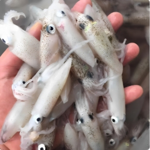 白净小鱿鱼优质高好评小笔管新鲜鱿鱼仔特级鱿鱼速冻迷你小管海鲜