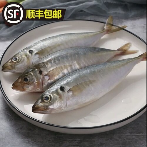 福建新鲜正宗冰鲜巴浪鱼鲜活生态生特大号海捕巴浪鱼大竹荚鱼