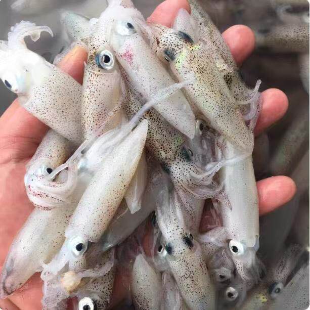 特香小鱿鱼优质高好评小笔管新鲜鱿鱼仔特级鱿鱼速冻迷你小管海鲜