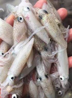 特香小鱿鱼优质高好评小笔管新鲜鱿鱼仔特级鱿鱼速冻迷你小管海鲜