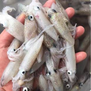特香小鱿鱼优质高好评小笔管新鲜鱿鱼仔特级鱿鱼速冻迷你小管海鲜