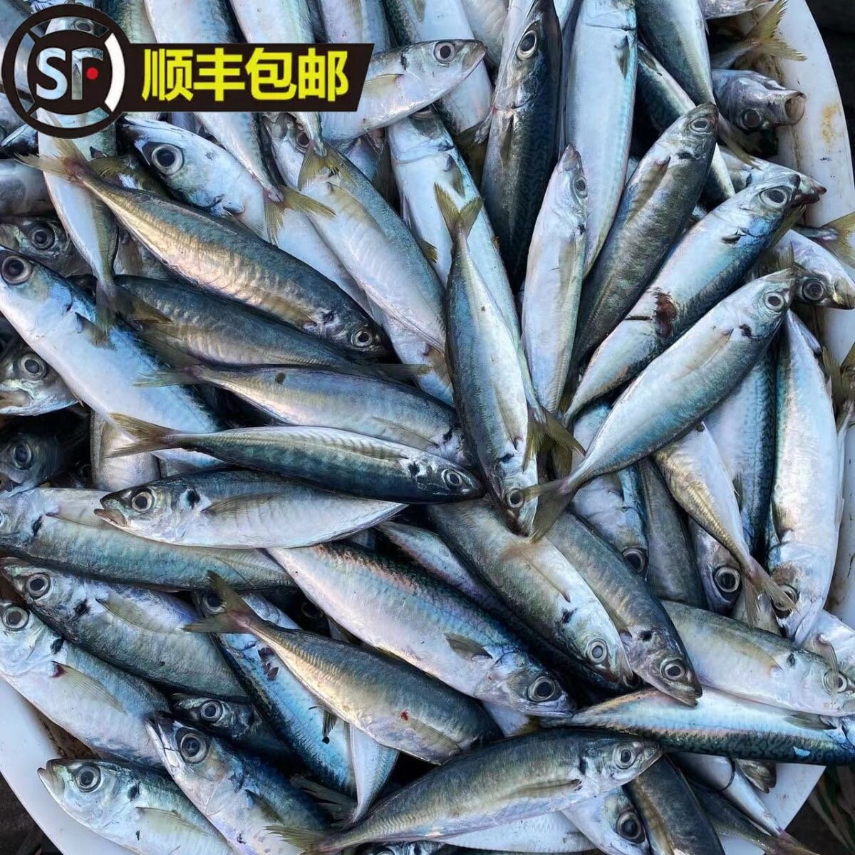 福建巴浪鱼山鲐鱼烧烤水产批发池仔新鲜巴郎鲜活现捞深海鱼海产