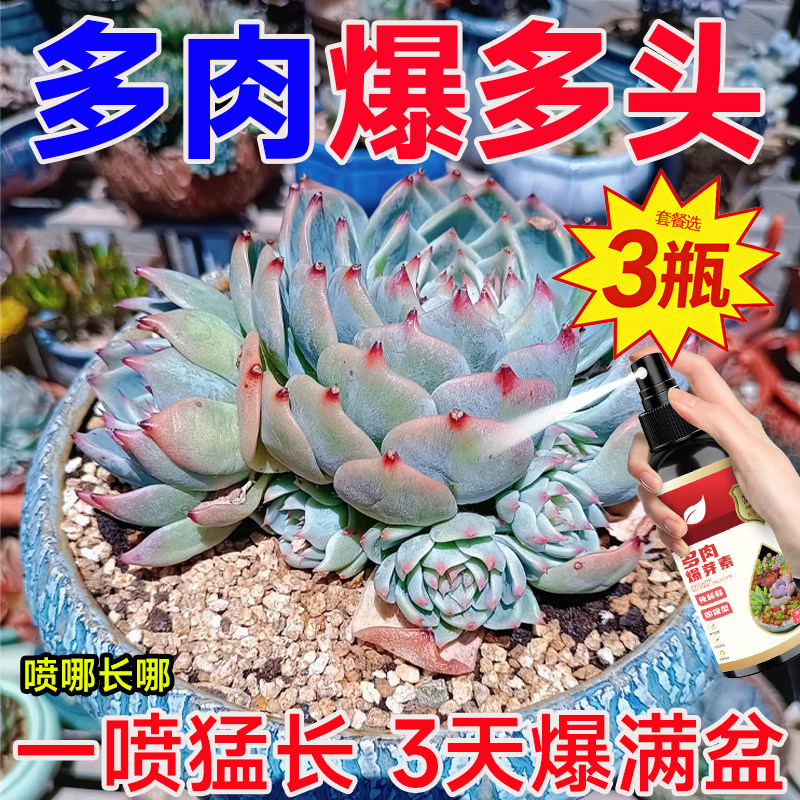 多肉爆芽素专用营养液催芽爆芽爆头群生防徒长瘦小干瘪黄叶发焉