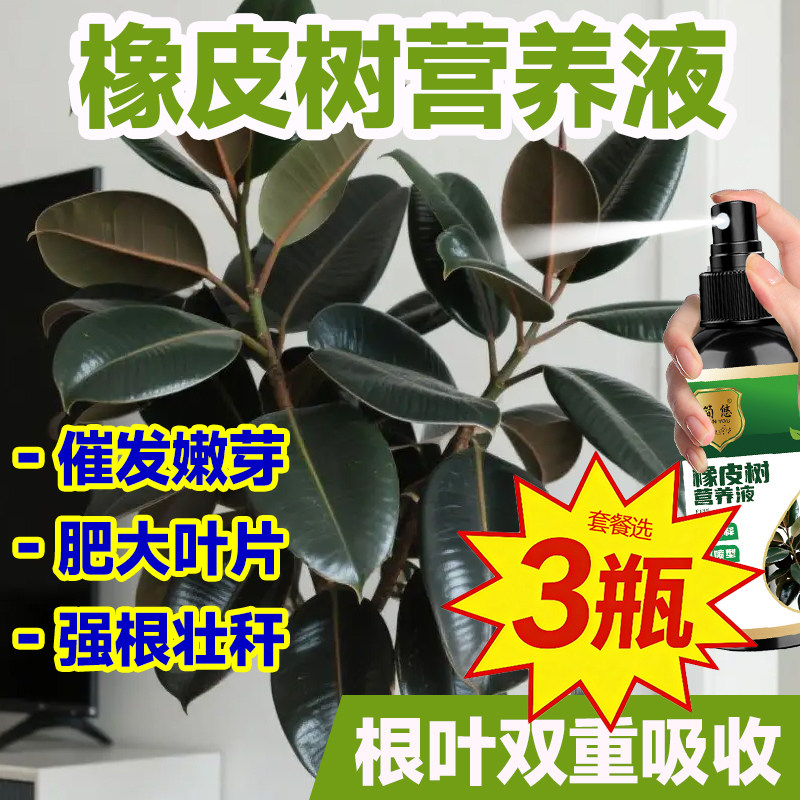 橡皮树营养液助生长催发芽催芽长叶壮根预防黄叶掉叶烂根叶子发黄图片