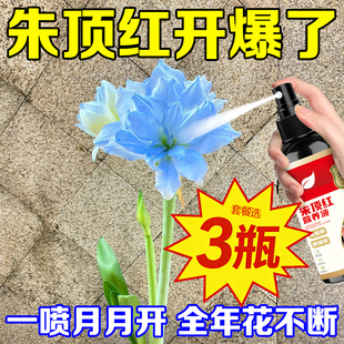 朱顶红家用液体肥促开花增艳延花期预防叶枯病红锈病斑病营养液