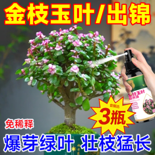 金枝玉叶专用营养液促生长爆芽发芽改善黄叶干瘪失色防治烂根掉叶