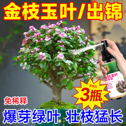 金枝玉叶专用营养液促生长爆芽发芽改善黄叶干瘪失色防治烂根掉叶