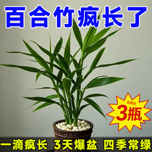 百合竹专用营养液促长壮根芽盛叶翠绿防黄叶焦尖掉叶子喷施免稀释