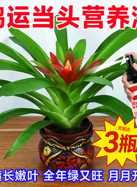 鸿运当头专用营养液催花增红促绿延花期防黄叶烂心卷叶发蔫免稀释