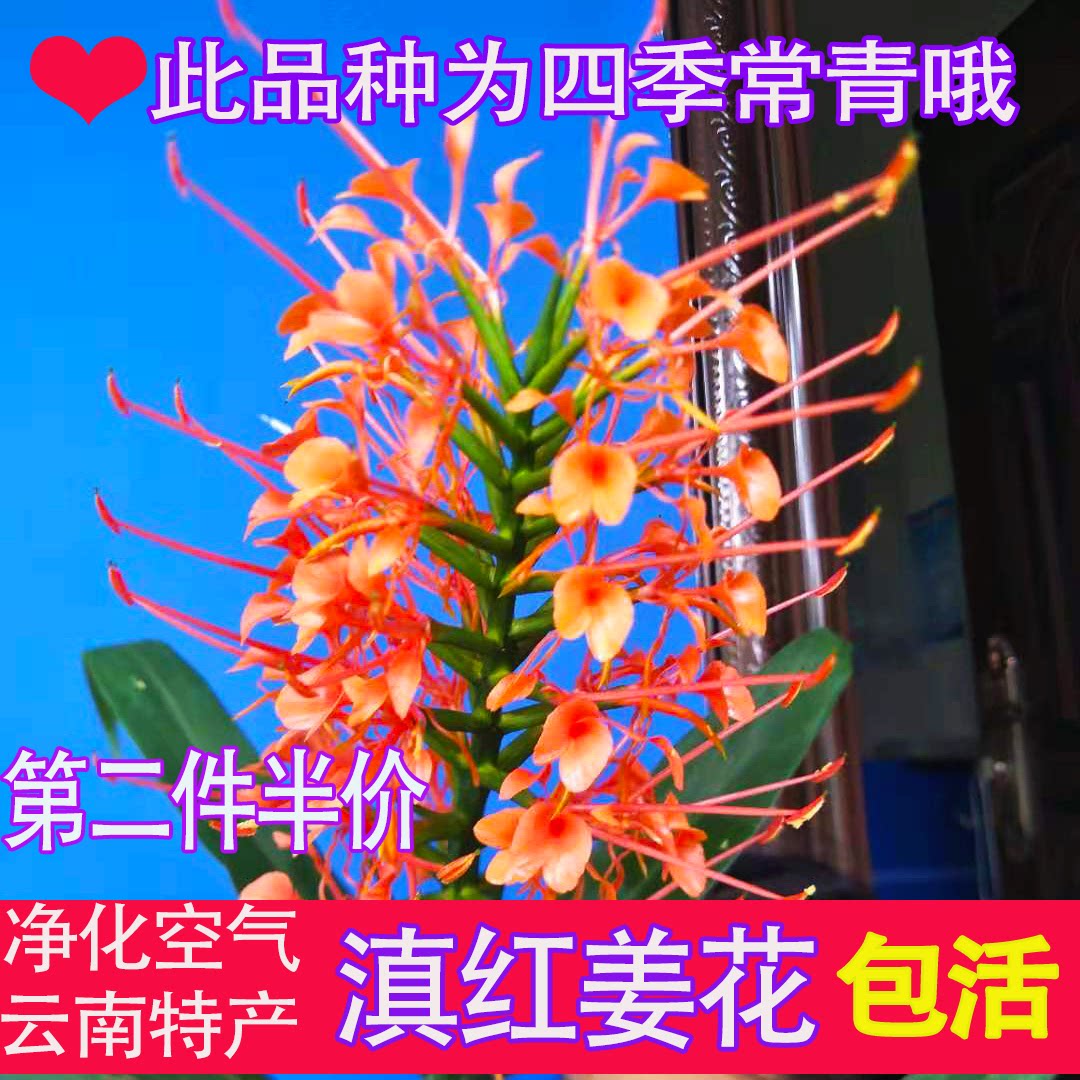 滇红野姜盆栽滇红野姜盆栽浓香