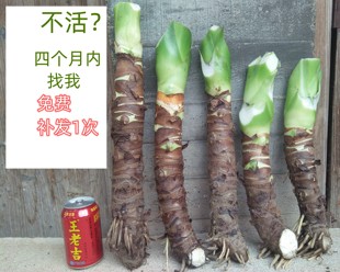 促销 常青室内植物 客厅盆景滴水观音观叶盆栽大海芋花卉大叶四季