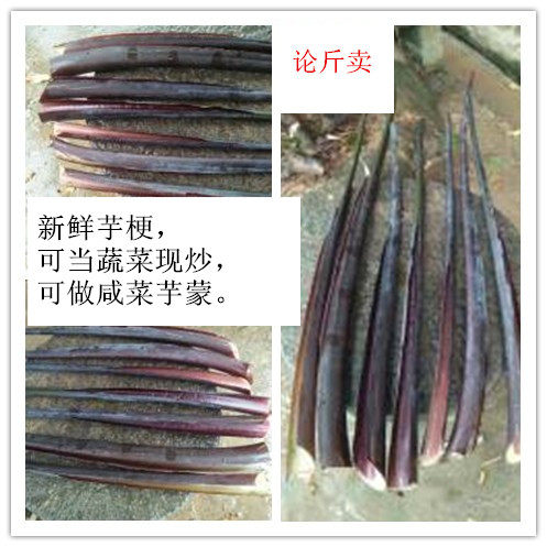 特色高雅别致黑叶芋深紫芋蒙紫芋