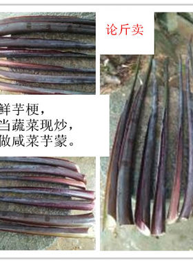 特色高雅别致黑叶芋深紫芋蒙紫芋