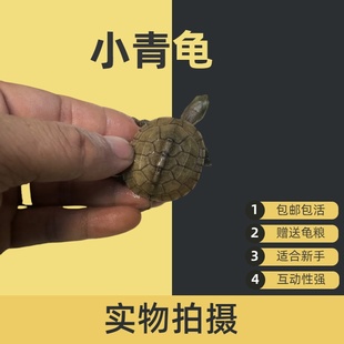 【小青龟】深水龟黄喉拟水龟小乌龟活物可以鱼缸混养包活宠物杂食
