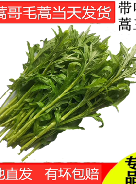 泥蒿哥毛蒿经济包装三斤包邮带叶去老根芦蒿藜蒿湖北特产农家菜