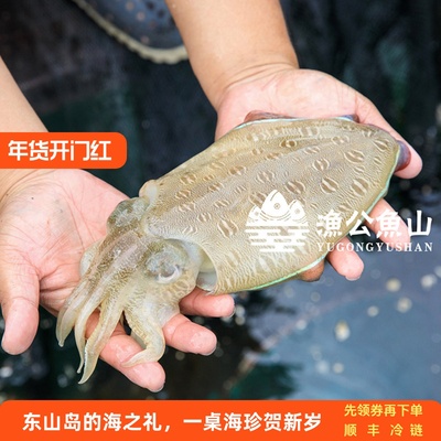 东山岛墨鱼乌贼活冻商用