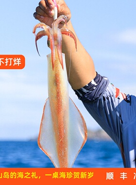 海手钓东山岛大管鱿火剑筒火箭鱿鱼枪乌贼剑先刺身鲜冷冻海兔透抽