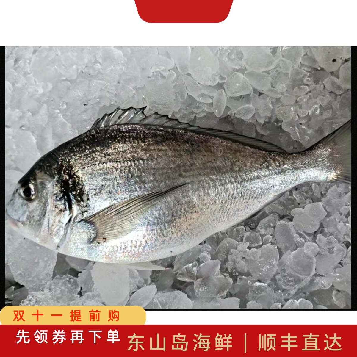 深海冰鲜冷冻金头鲷鱼刺身东山岛海鲜水产日料理鱼生