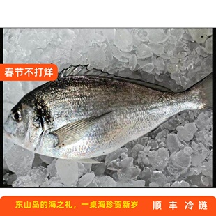 深海冰鲜冷冻金头鲷鱼刺身东山岛海鲜水产日料理鱼生