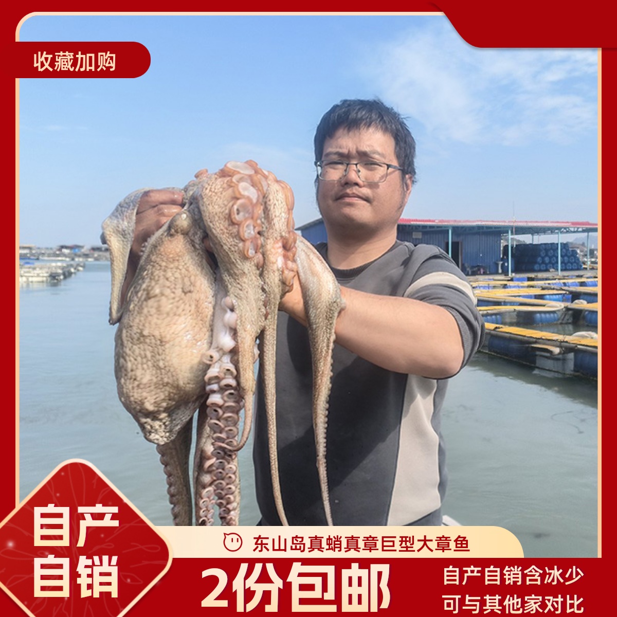 东山岛活冻大岩章大八爪鱼岩章