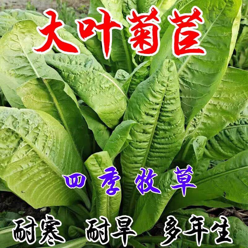 进口将军菊苣种子大叶菊苣多年生四季牧草种子猪牛羊鸡鸭鹅鱼草籽