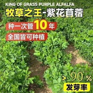 进口紫花苜蓿草种子多年生四季耐寒牧草种籽鸡鸭鹅牛羊养鱼草籽