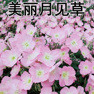 美丽月见草花种籽 庭院多年生花卉种子 矮杆耐寒乡村绿化花海花籽