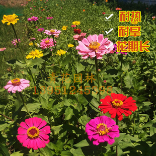 大菊花种子百日草种籽重瓣混色矮杆春季绿化庭院室外花卉植物盆栽