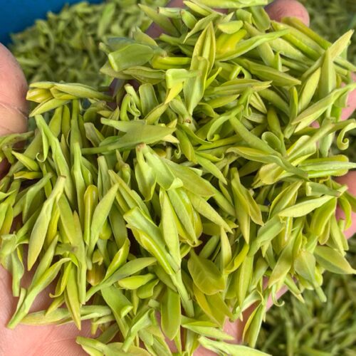 缙云黄茶2026年新茶明前嫩芽特级茶叶豆香绿茶250g散装炒青黄芽茶
