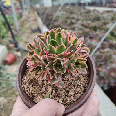 甜茶法师锦多肉植物老桩多头绿茶法师手捧花锦阳台花卉盆栽办公室