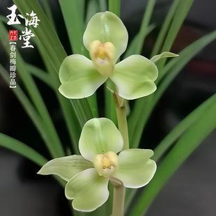 春剑兰玉海堂秋冬带花苞原生老种梅瓣花经典浓香国兰珍品花苗耐寒